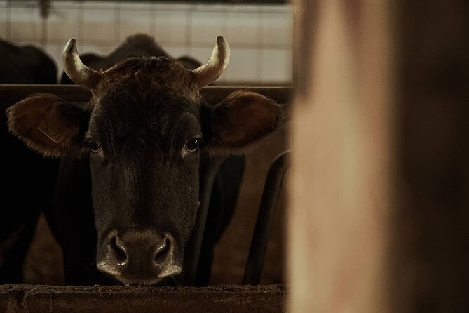 Amalfi Coast vintage tour with cheese and wine tastings - The Return Journey: Photos and Cultural Insights