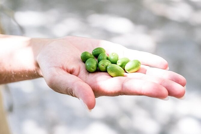 Amalfi Coast Vintage Tour with oil tasting in Ravello - Weather Considerations and Cancellation Policy