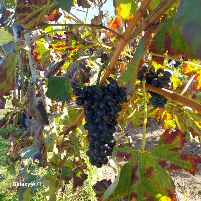 Amalfi: cookingclass whit mozzarella, tiramisù and pasta - Meeting Point and Logistics for the Cooking Class