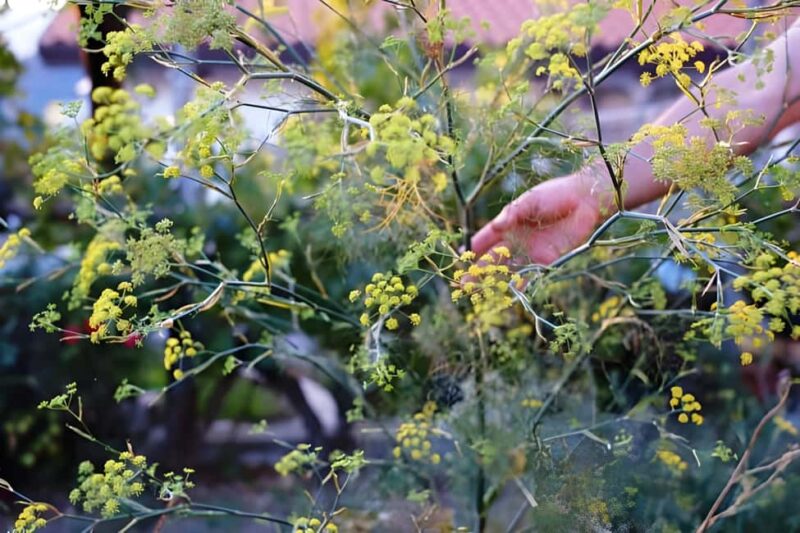 Amalfi: Grow your own vegetables and enjoy lunch with wine - Amalfi: Grow your own vegetables and enjoy lunch with wine