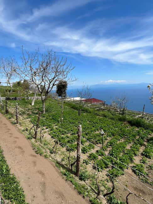Amalfi: Grow your own vegetables and enjoy lunch with wine - Exploring the Farm with Local Chefs and Farmers