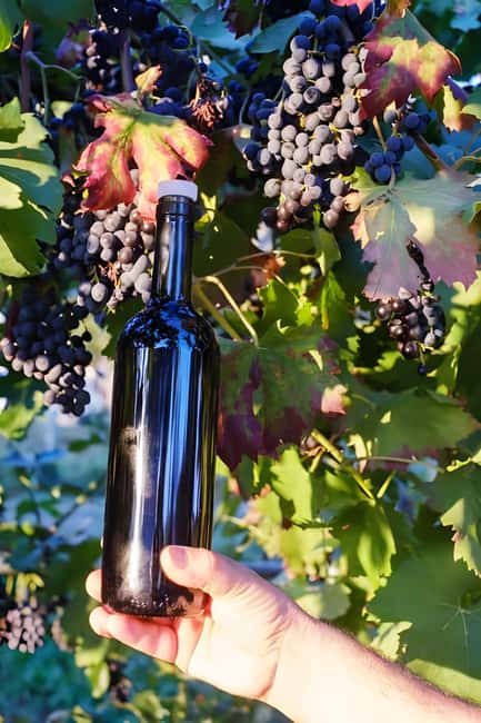 Amalfi: Grow your own vegetables and enjoy lunch with wine - Tasting Organic and Local Food at the Farm