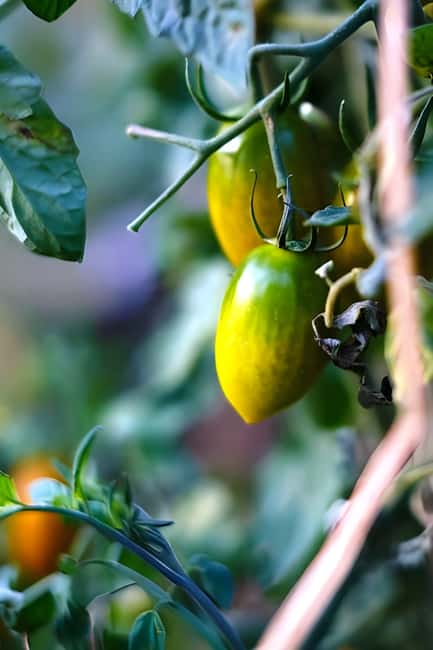 Amalfi: Grow your own vegetables and enjoy lunch with wine - Why This Tour Stands Out in Amalfi