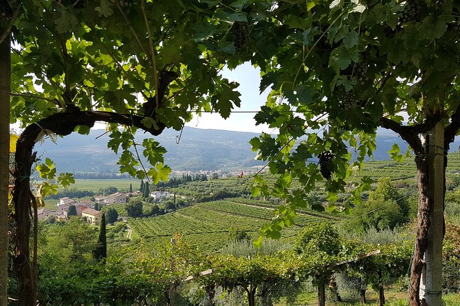 Amarone 2005 Wine Experience - Discover the Amarone 2005 Wine Experience in Verona