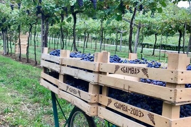 Amarone-Valpolicella private tour. Visit Verona. From Venice - Key Points