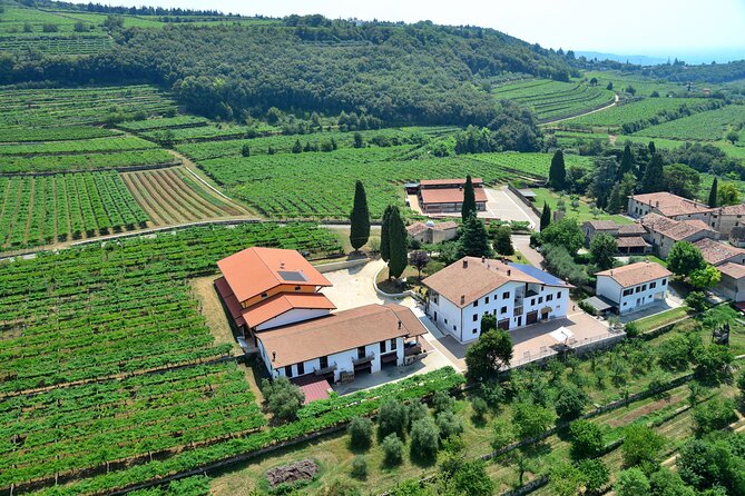 Amarone Wine Tasting from Verona - Walking Through the Vineyard and Grape Selection