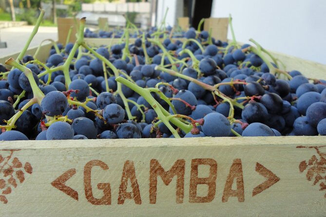 Amarone Wine Tasting from Verona - Additional Info: Booking, Group Size, and Cancellation Policy