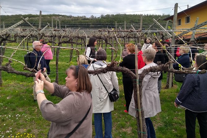 Amarone Wine Tasting from Verona - The Unique Charm of Gamba Winery and Valpolicella