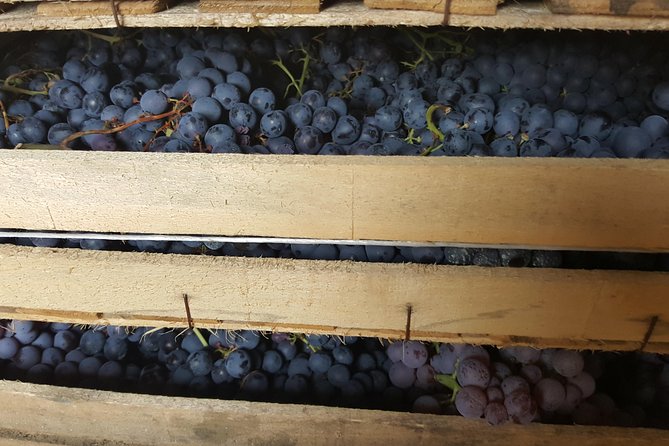 Amarone Wine Tour (all-inclusive full day with lunch and expert wine guide) - How the Tour Starts in Venice: Convenient Meeting Point and Timing