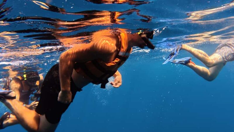 Amazing Adventure, Search and Swim with Whale Sharks on Holbox Island - Key Points