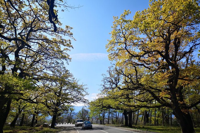 Amazing All inclusive Tour for 7 Days From Tbilisi - Conquering the Highest Peaks: Mount Ushba and Mount Shkhara