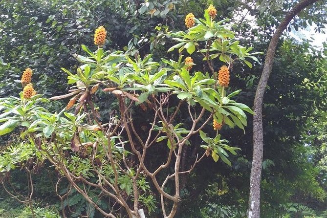 Amazing East Tour - Exploring Ribeiro Frio and the Trout Hatchery