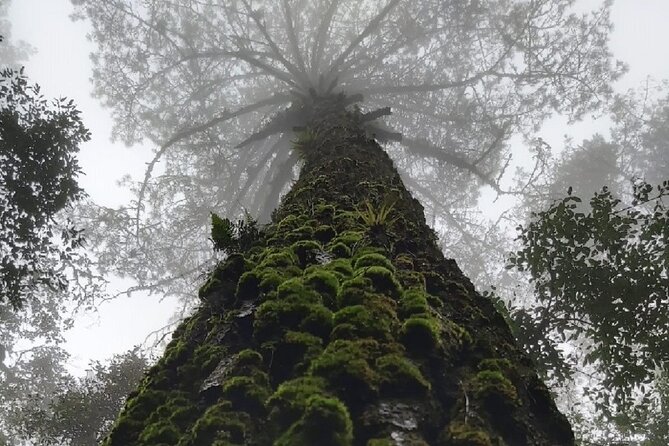 Amazing experience in the mountain of San Jose del Pacifico - The Thrill of the Swing Over the Abyss