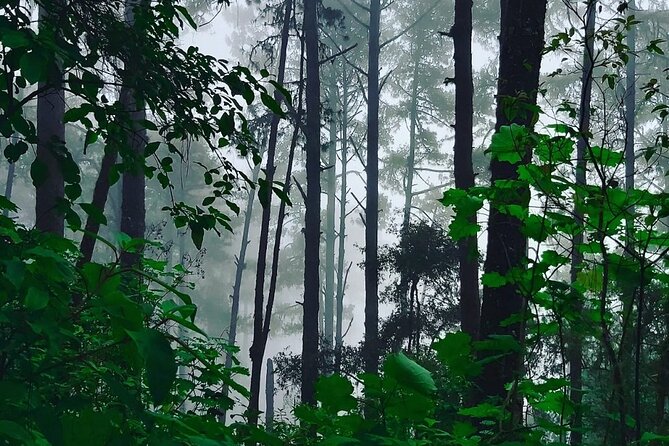 Amazing experience in the mountain of San Jose del Pacifico - Relaxing with a Traditional Temazcal Steam Bath