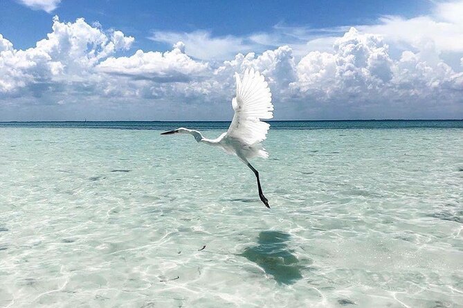 Amazing HOLBOX Full day tour and Cenote swim experience from Cancun! - Physical Requirements and Accessibility