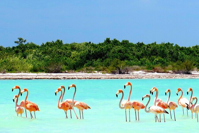 Amazing HOLBOX Full day tour and Cenote swim experience from Cancun! - Who Will Appreciate This Tour Most