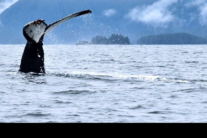 Amazing Whale Watching and Marine Wildlife Shore Excursion - Key Points