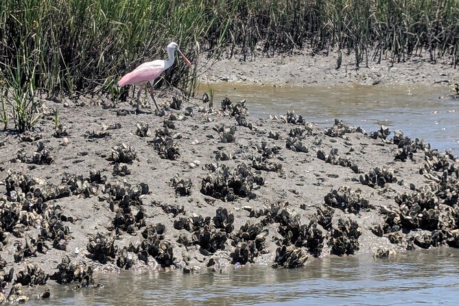 Amelia Island Kayak and Paddleboard Rentals Talbot State Park - Practical Tips for a Smooth Experience