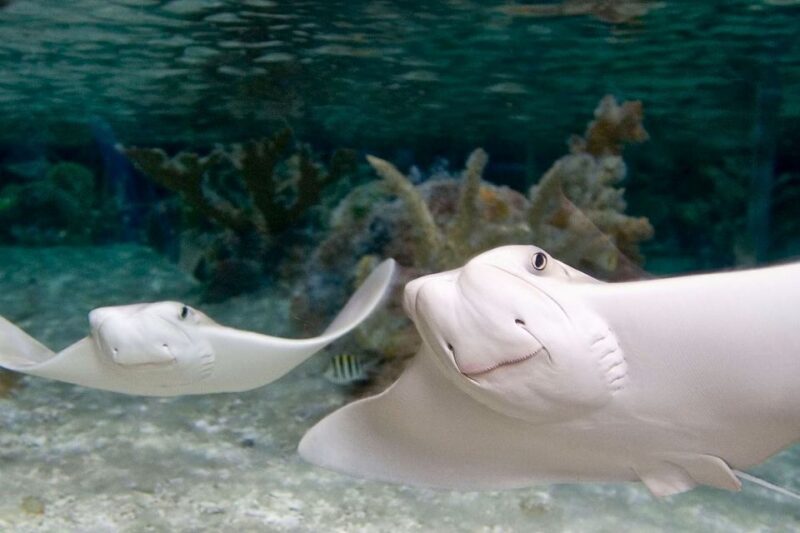 American Dream: SEA LIFE® Aquarium Entry Ticket - Discover the Wonders of SEA LIFE® Aquarium at American Dream in New Jersey