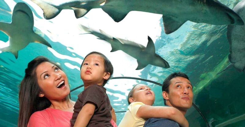 American Dream: SEA LIFE® Aquarium Entry Ticket - The Key Highlights of the SEA LIFE® Aquarium Experience