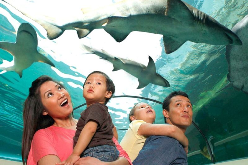 American Dream: SEA LIFE® Aquarium Entry Ticket - What to Expect During Your Visit