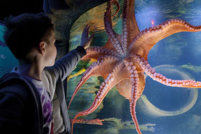 American Dream: SEA LIFE® Aquarium Entry Ticket - Visitor Reviews and Feedback