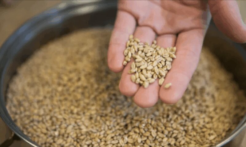 Amersfoort: Beer brewing workshop with lunch & beer tasting - Amersfoort: Beer brewing workshop with lunch & beer tasting