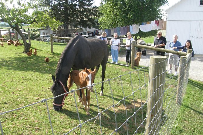 Amish Experience Visit-In-Person Tour - Discover Lancaster’s Amish Community on a Personal Tour