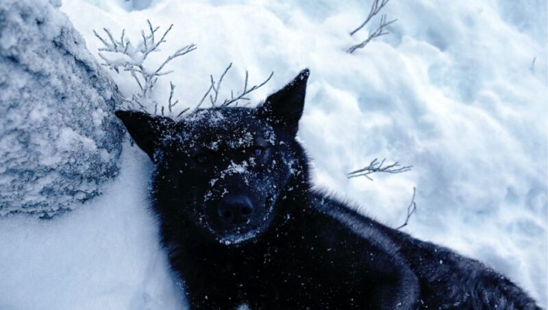 Among Wolves - Private Tour - The Personalized Experience with Arctic Wolfland Sanctuary