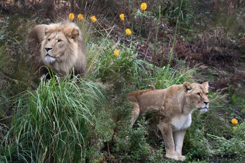 Amsterdam: ARTIS Amsterdam Royal Zoo Entry Ticket - Exploring ARTIS’ Prime Location in Amsterdam