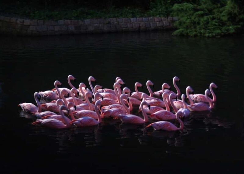 Amsterdam: ARTIS Amsterdam Royal Zoo Entry Ticket - Accessibility and Practical Tips for Visitors