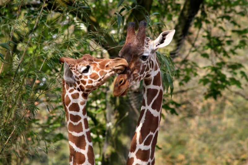 Amsterdam: ARTIS Amsterdam Royal Zoo Entry Ticket - Practical Advice and Visitor Facilities