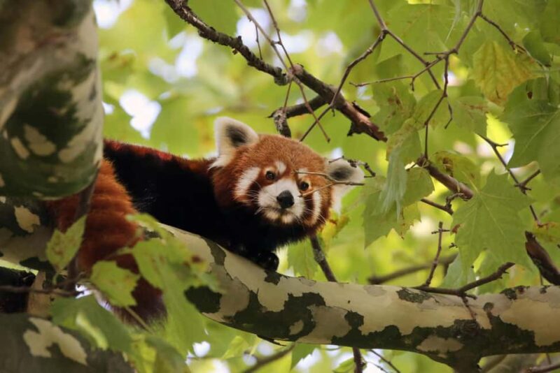 Amsterdam: ARTIS Amsterdam Royal Zoo Entry Ticket - Safety and Environmental Considerations