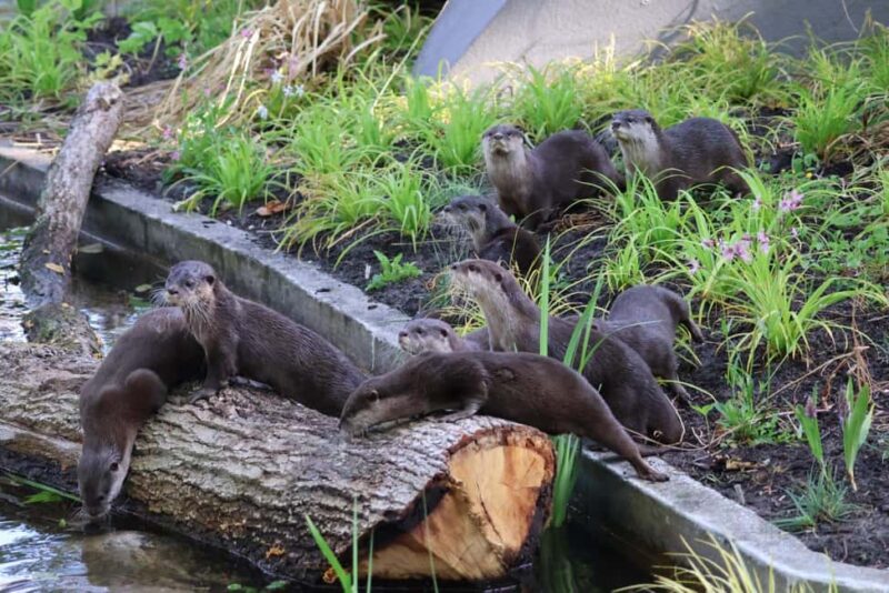 Amsterdam: ARTIS Amsterdam Royal Zoo Entry Ticket - Final Thoughts on the ARTIS Amsterdam Royal Zoo