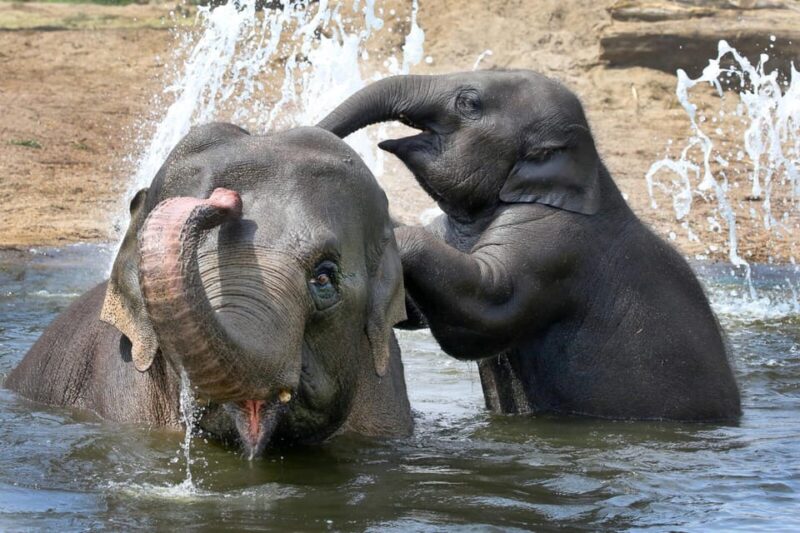 Amsterdam: ARTIS Royal Zoo and ARTIS Groote Museum Ticket - Key Points