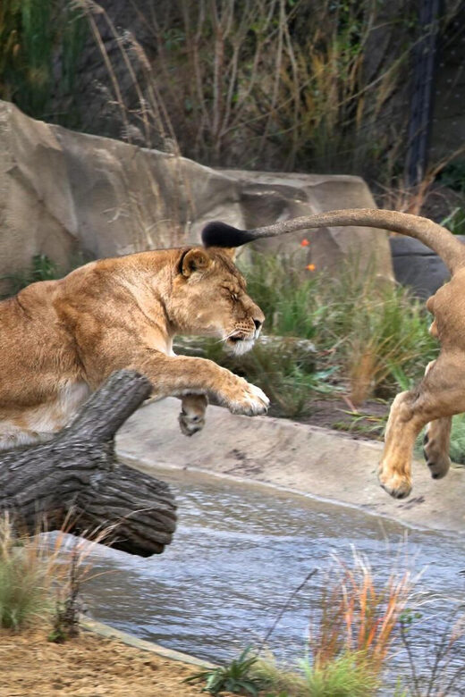 Amsterdam: ARTIS Royal Zoo and ARTIS Groote Museum Ticket - Final Thoughts on the ARTIS Combo Ticket Experience