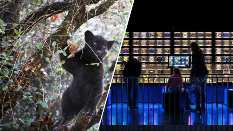 Amsterdam: Artis Royal Zoo & ARTIS-Micropia Combo Ticket - Key Points