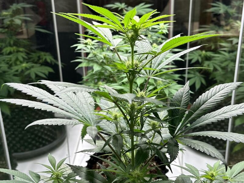 Amsterdam: Cannabis Museum Entry Ticket - Practical Tips and Visitor Experience