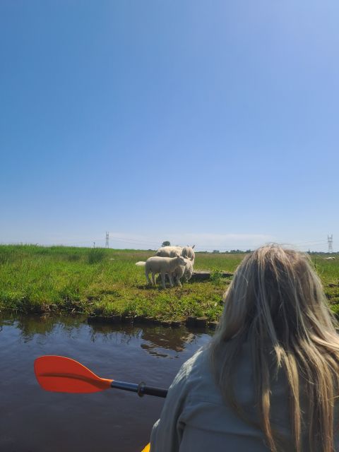 Amsterdam: Countryside Bike and Kayak Guided Tour - Key Points