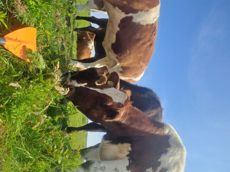 Amsterdam: Countryside Bike and Kayak Guided Tour - Meeting and Ending at ADAM Lookout