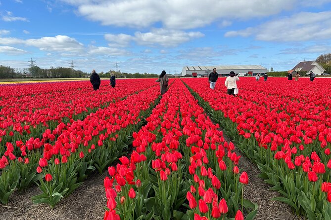 Amsterdam: Day trip to Tulip Farm, Keukenhof + Windmill Cruise - Visiting Keukenhof: The Crown Jewel of the Tour