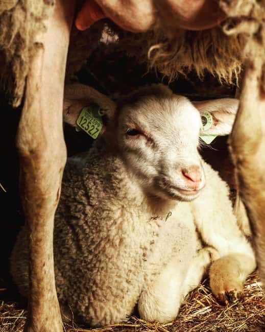 Amsterdam: E-Bike, Cheese, Windmill & Countryside Tour - Scenic Cycling Through Polder Landscapes and Charming Homes