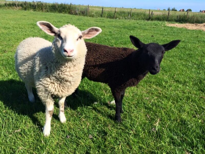 Amsterdam: Full-Day Countryside Tour - Clog Factory: Tradition in Wooden Shoes