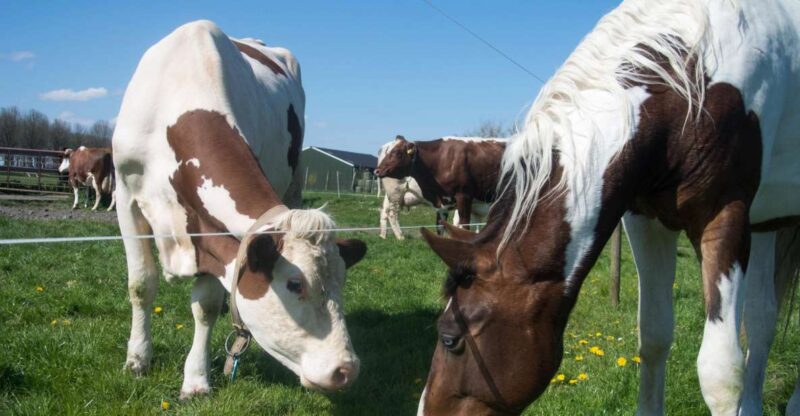 Amsterdam: Full-Day Countryside Tour - Tour Logistics: Meeting Point and Options