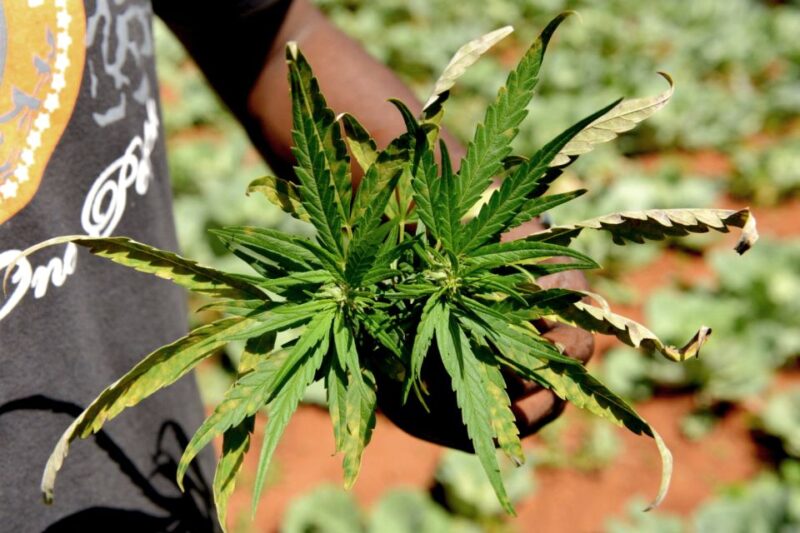 Amsterdam Green Scene: A Private Cannabis Tour - Key Points