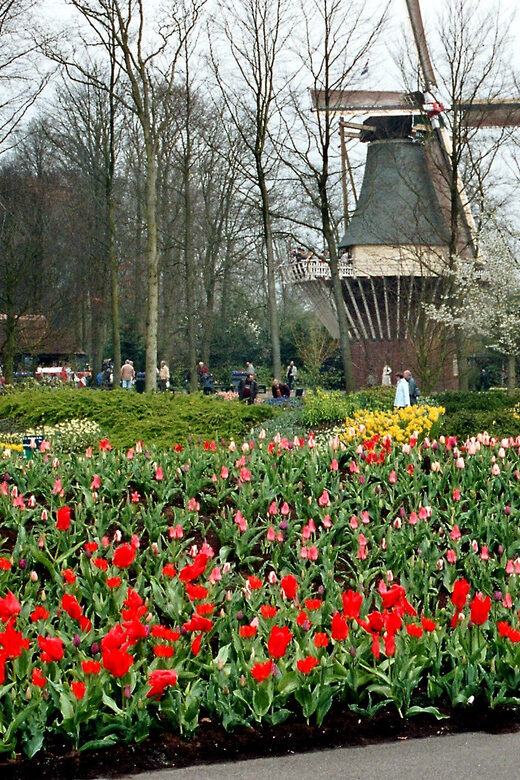 Amsterdam: Half-Day Keukenhof Guided Tour with Entrance - An Efficient and Personal Day Trip to Keukenhof Gardens