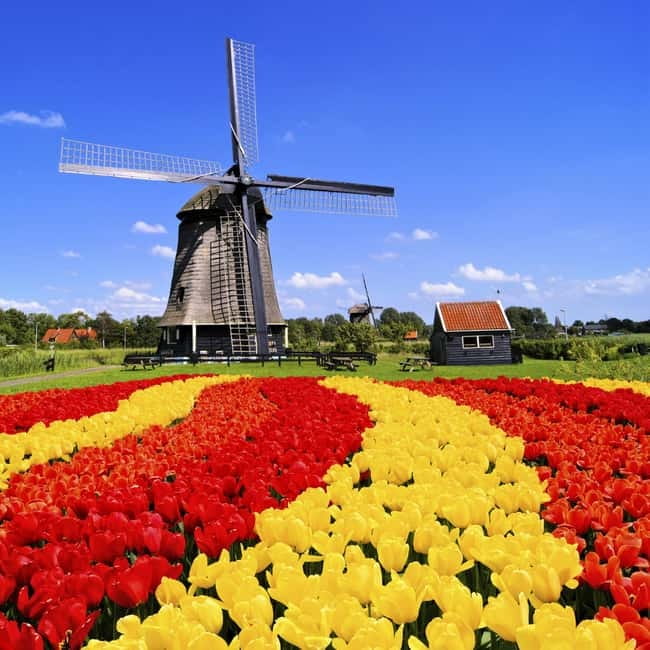 Amsterdam: Keukenhof and Tulip Fields Private Day Trip - Key Points