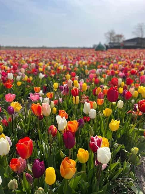 Amsterdam: Keukenhof and Tulip Fields Private Day Trip - Accessibility and Group Size