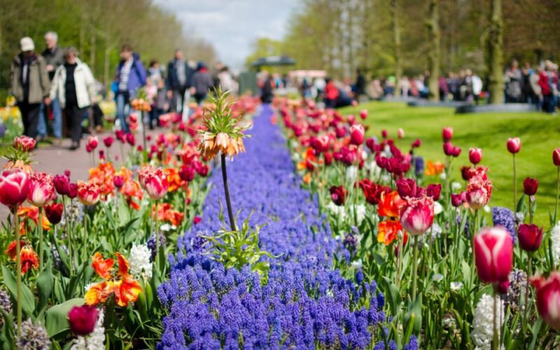 Amsterdam: Keukenhof and Zaanse Schans Windmills Day Trip -  