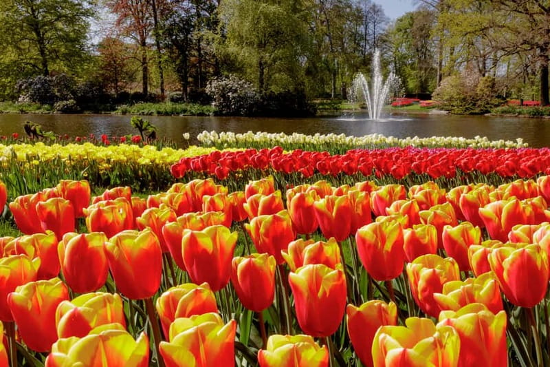Amsterdam: Keukenhof Entry & Shuttlebus with Flexible Return - Considerations and Limitations of the Tour